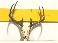 Nice Eight Point Deer Skull and Antlers