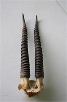 Grant's Gazelle Horns