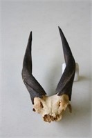 Bushbuck Horns Length 10.5" Circumference 5"
