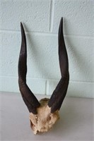 Bushbuck Horns Length 14.5" Circumference 5.5"