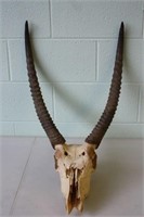 Waterbuck Horns Length 23.5" Circumference 7.5"