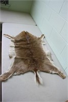 Bushbuck Skin Length 33"