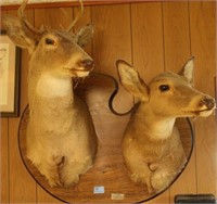 DOUBLE WHITE TAIL MOUNT - 6 POINT BUCK AND DOE