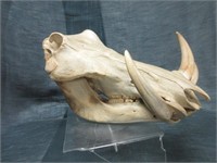 Wart Hog Skull