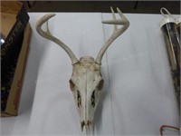 Antlers w/ skull