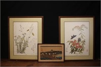 Framed Butterfly Prints by Yin Rei Hicks