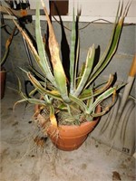 Large Plant with Pot