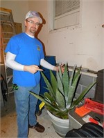 Large Aloe Plant
