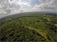 84 acres in young forest