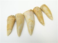 (5) Enchodus Cretaceous Fossil Teeth