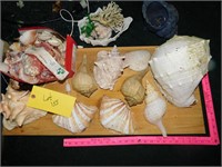 Sea Shell Lot (Large)