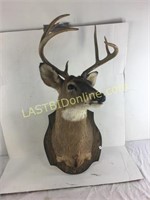 Mounted 7 point deer head