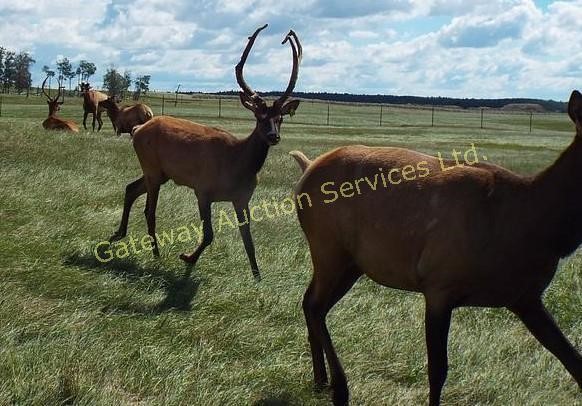 Elk Trophy Bull & Breeding Stock Auction 2018