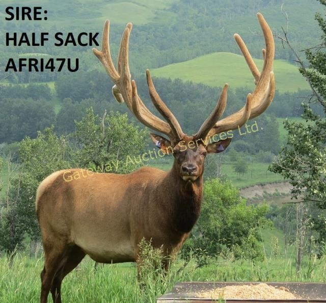 Elk Trophy Bull & Breeding Stock Auction 2018
