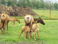 AHDW865  HEIFER CALF DOB June 8, 2018