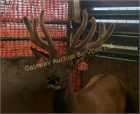 Whispering Winds Ranch Ltd - Production Auction 2018