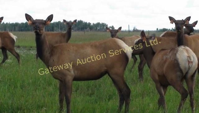 Whispering Winds Ranch Ltd - Production Auction 2018