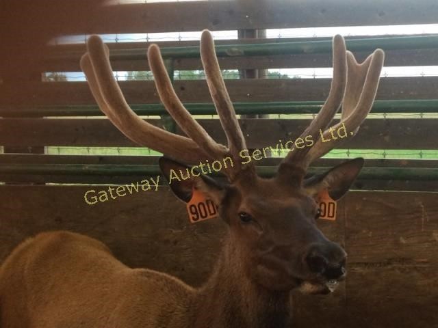 Whispering Winds Ranch Ltd - Production Auction 2018