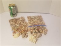 Seashells Lot #1