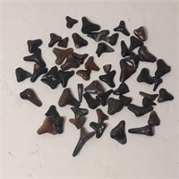 Prehistoric Shark Teeth - Lot