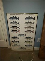 Large Framed Freshwater Bass of North America