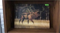Elk Canvas Print