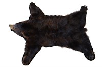 Genuine Bear Skin Rug 68 Inches Long!