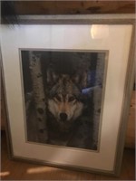 Wolf Photograph