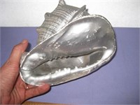 HUGE Real Sea Shell Painted Metallic Silver