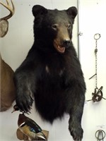 Black bear shoulder mount measures approximately