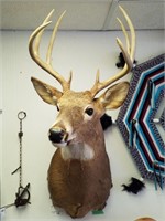 8 point whitetail deer shoulder mount 13 1/2 i