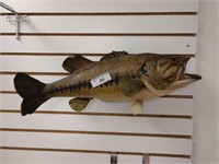 Large mouth fish mount approximately 22 in Long