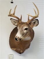 8 point shoulder deer mount