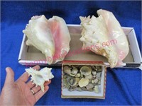 2 large sea shells & others