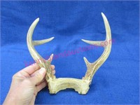 smaller 6-point buck antlers