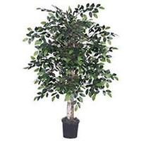 4' MINI FICUS BUSH