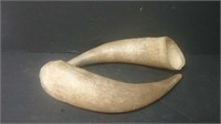 Two Cow Horns