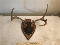 Whitetail Buck Antler Taxidermy Mount