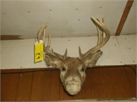 Old buck mount