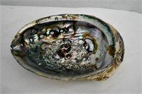 2 pcs  Abalone Iridescent Shell