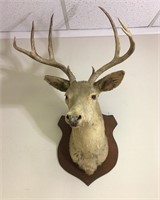 Taxidermy Mounted 8 Point Buck