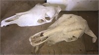 Horse & Buffalo Skull