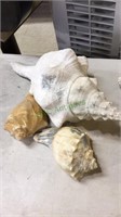 Four seashells, includes one large conch shell,