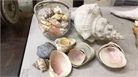 Group lot of seashells from the sea shore,