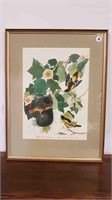 FRAMED PRINT "THE BALTIMORE ORIOLE"