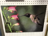 2 HUMMINGBIRD PICTURES