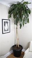 Real Living Tropical Plant - 8 Feet +