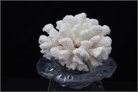 White Coral from Mexico