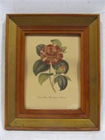 Art, Camellia picture