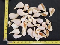 Gimarc Collection - Seashells & Coral - Lot (EE)